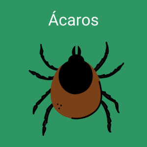 acaros