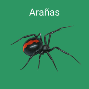 araña
