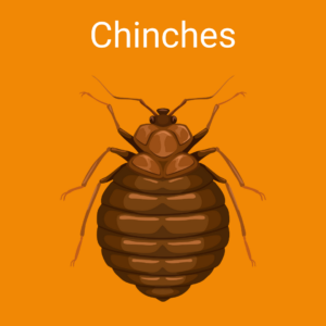 chinches