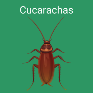 cucarachas