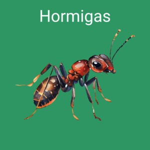 insectos