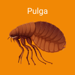 pulga