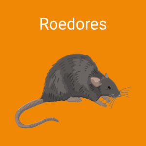 raton